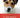 ¡Descúbrelo! El Jack Russell