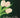 Los tulipanes de Ana