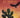 Vuelo sobre el nopal