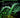 Emerging Pattern in Plant Genomics and Marker Assisted Breeding Vol 1