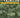 Neem