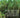 Global Challenges and Directions for Agricultural Biotechnology