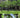 Urban Forestry