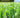 Recolección de cultivos herbáceos. AGAC0108 - Cultivos herbáceos