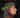 Cancionero
