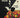 El tulipán negro
