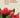 En el tiempo de los tulipanes rojos
