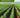 Implantación de cultivos. AGAU0208 - Gestión de la producción agrícola