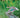 Patos de Chile